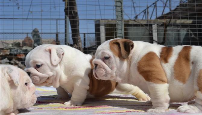 最新憨厚可爱斗牛幼犬,公母都有 可上门看狗